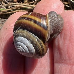 Helminthoglypta dupetithouarsi