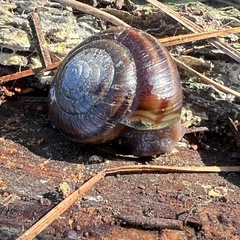 Helminthoglypta dupetithouarsi