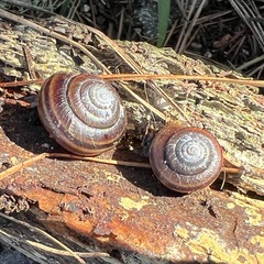 Helminthoglypta dupetithouarsi