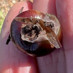 Helminthoglypta dupetithouarsi