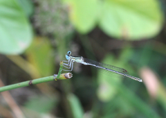 Platycnemis subdilatata