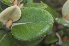 Linochilus jaramilloi