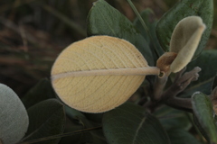 Linochilus jaramilloi