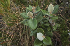 Linochilus jaramilloi