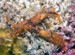 Bornella hermanni