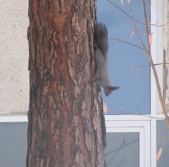 Sciurus vulgaris