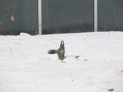 Sciurus vulgaris