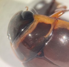 Dytiscus marginicollis