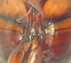 Dytiscus marginicollis