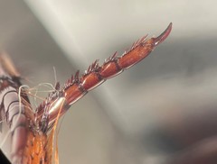 Dytiscus marginicollis