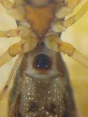 Argyrodes fissifrons