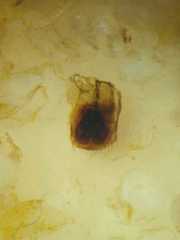 Argyrodes fissifrons