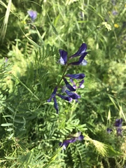 Vicia onobrychioides