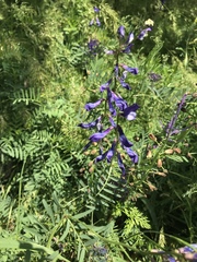 Vicia onobrychioides