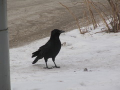Corvus corone