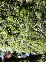 Linopenthaleus irki