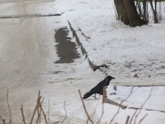 Corvus corone