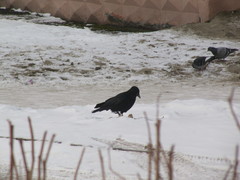 Corvus corone
