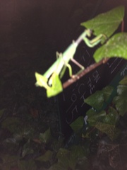 Sphodromantis viridis