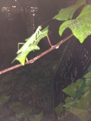 Sphodromantis viridis