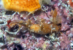 Bornella hermanni