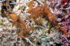 Bornella hermanni