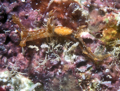 Bornella hermanni
