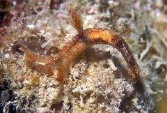 Bornella hermanni