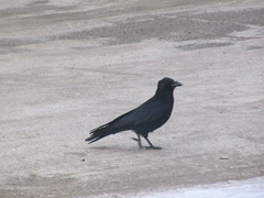 Corvus corone