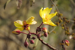 Cochlospermum religiosum
