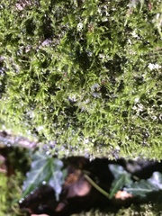 Linopenthaleus irki