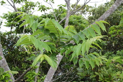 Zanthoxylum ailanthoides ailanthoides