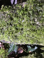 Linopenthaleus irki