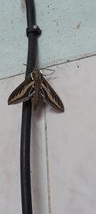 Hyles euphorbiarum
