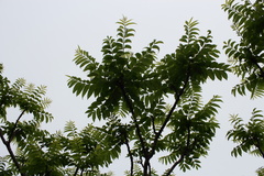 Zanthoxylum ailanthoides ailanthoides