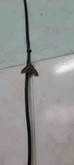 Hyles euphorbiarum