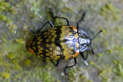 Erotylus clarosignatus