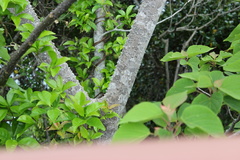 Zanthoxylum ailanthoides ailanthoides