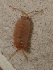 Porcellionides pruinosus