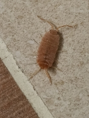 Porcellionides pruinosus