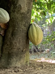 Gonatodes albogularis