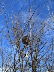 Brachygastra mellifica