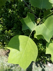 Liriodendron tulipifera