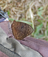 Eunica eurota