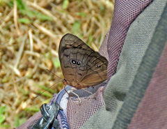 Eunica eurota
