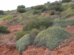 Euphorbia resinifera