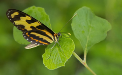 Mechanitis menapis occasiva