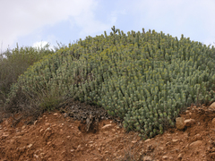 Euphorbia resinifera