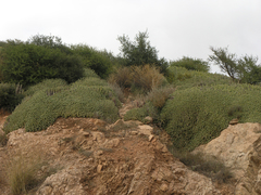 Euphorbia resinifera