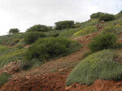 Euphorbia resinifera